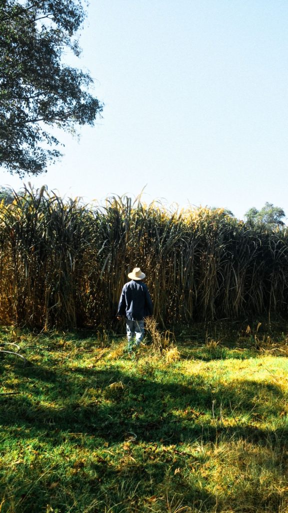 Local farmer walking through a cultivated field in Oaxaca, Mexico